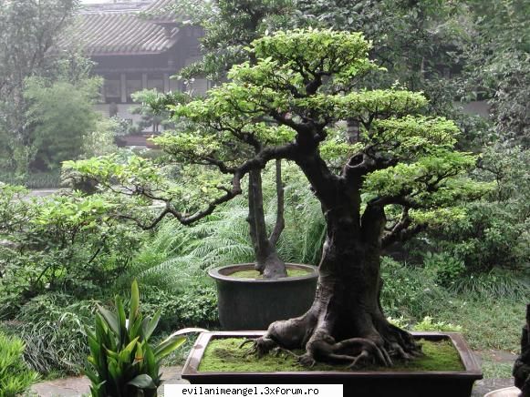 japonia invidiez fost japonia, mie mi-ar placea duc macar cateva zile, dar din pacate inca norocul