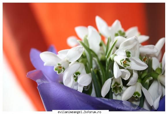 1 martie si 8 martie! - si un buchet de ghiocei - Happy Birthday!