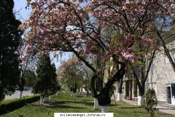 chisineu-cris/orasul meu - o parte a parcului din oras - Cafenea/Sedinte.